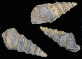 Gastropod - Cassiope